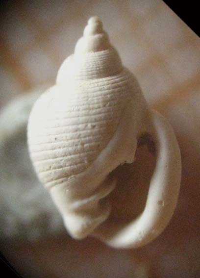 Sulle Ringicule !
